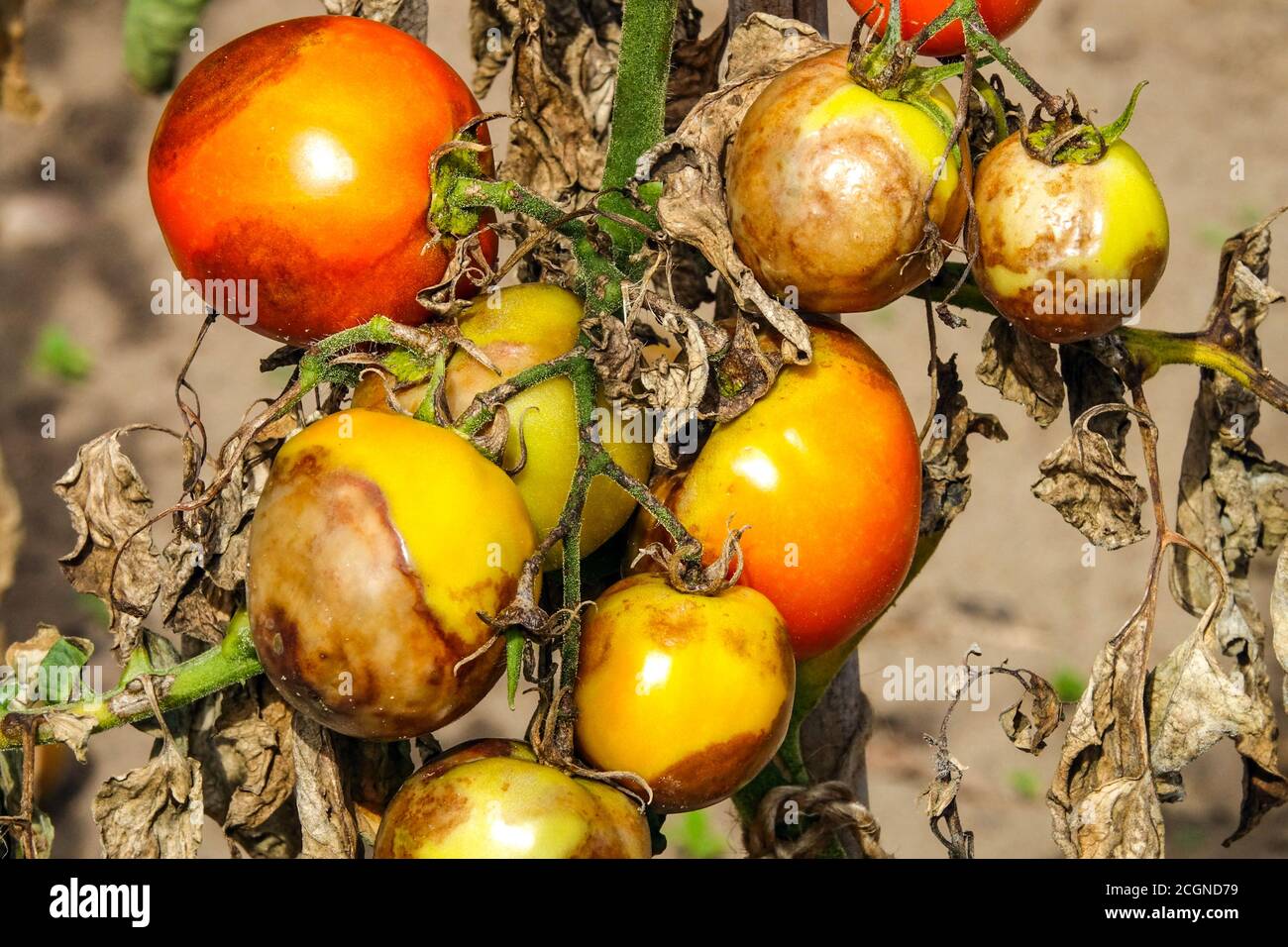 Tomatenkrankheit Spätbrand oder Kartoffelbrand. Unreife Tomaten infiziert mit Blight Phytophthora infestans Mehltau braune Flecken auf Tomatenschimmel Stockfoto