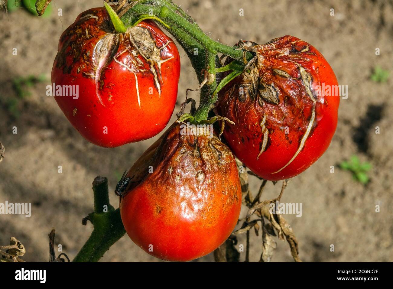 Tomatenfäule-Tomatenfäule Phytophthora infestans Mehltau verrottende Früchte Tomatenpflanze Tomatenfäule Tomaten Solanum lycopersicum fungi Mildews Stockfoto