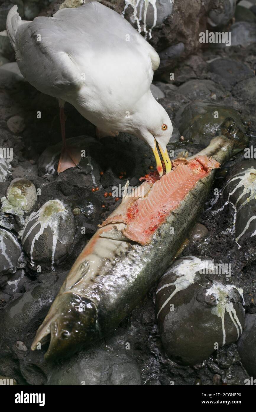 Gefüllte Möwe essen große Fische mit selektivem Fokus Stockfoto