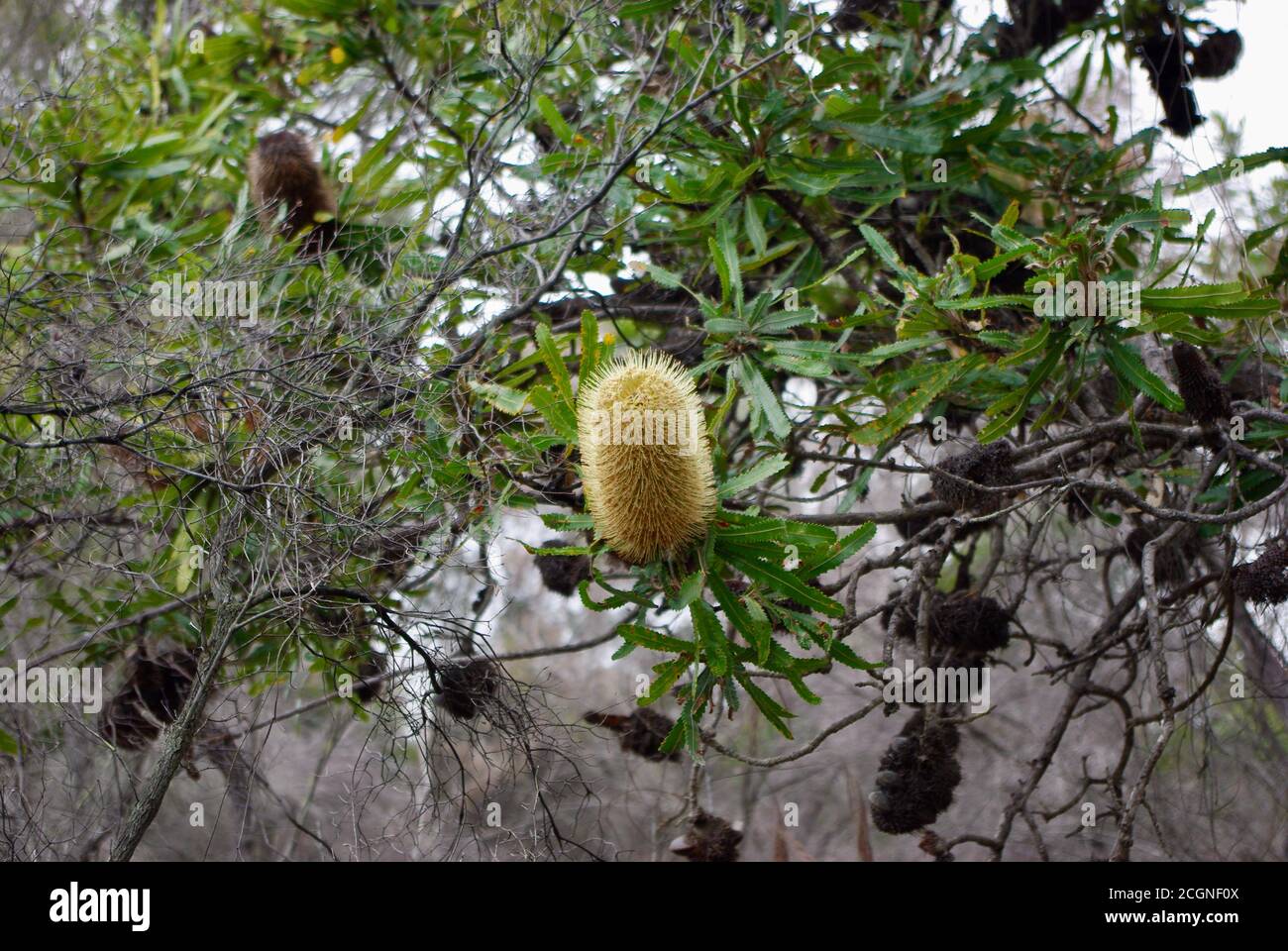 Banksia aemula Blossom Woodgate Beach Queensland Stockfoto