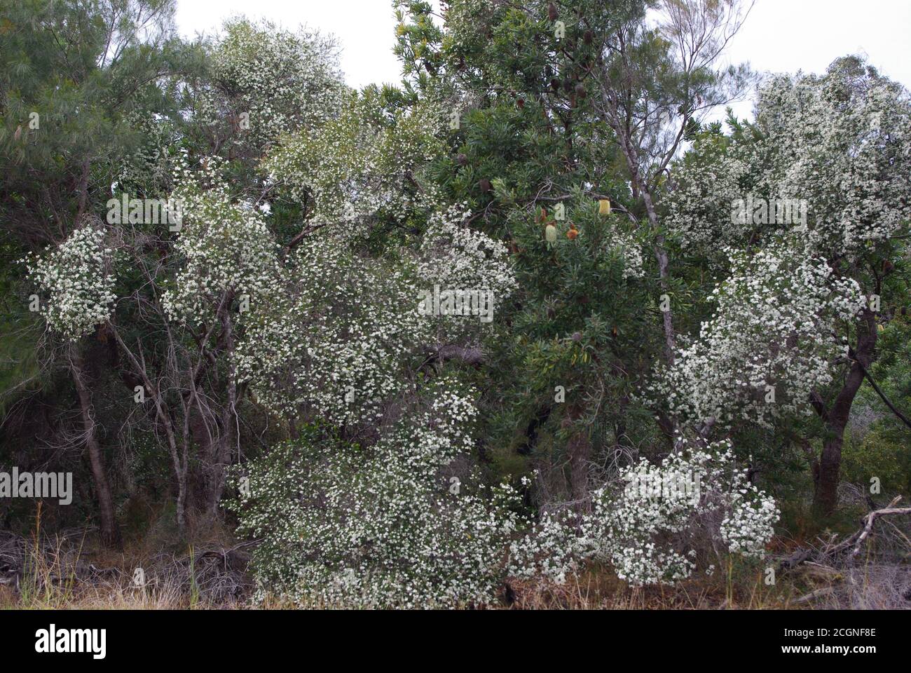 Hochzeitsbusch (Ricinocarpos pinifolius) Woodgate Beach Stockfoto