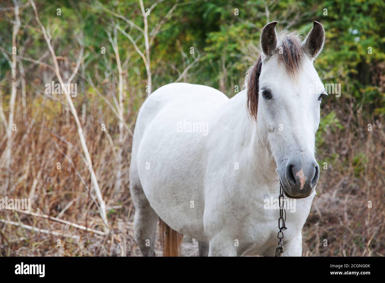 Gefesselte weiße Pferd im Freien mit selektivem Fokus Stockfoto