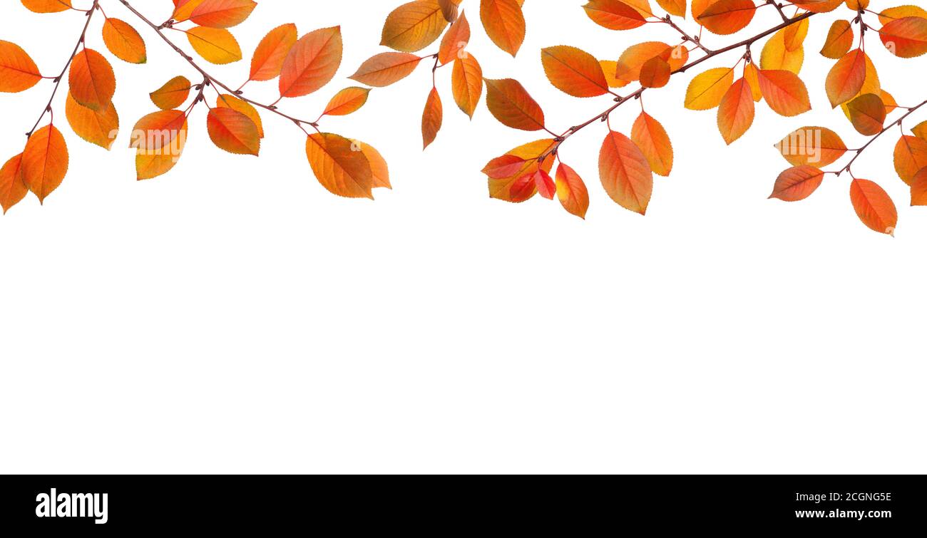 Zweige von bunten Herbstblättern isoliert auf weißem Hintergrund. Kirschpflaume. Studioaufnahme Stockfoto
