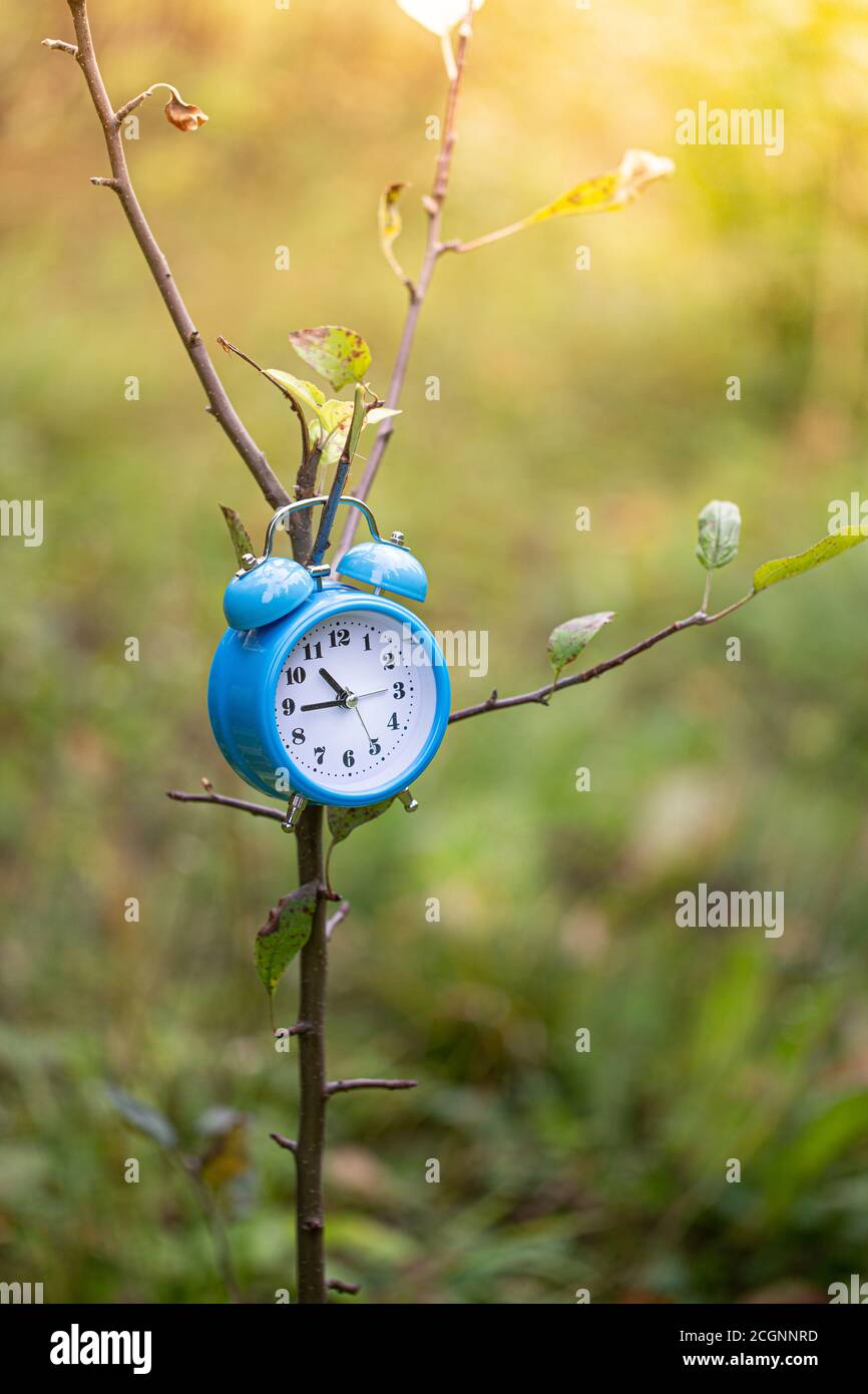 Vintage Wecker und Ahornblätter im Herbstwald. Bildstil Herbstsaison. Fall Back Sommerzeit Konzept. Sommerzeit. Stockfoto