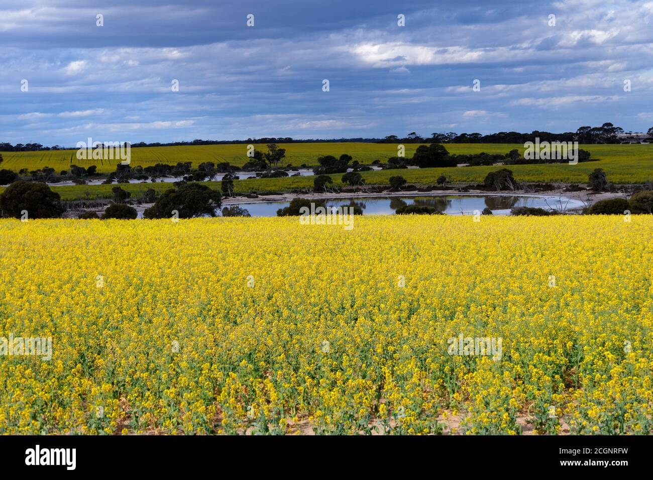 Rapsfelder mit Salzseen, Lachsgummis, Westaustralien Stockfoto