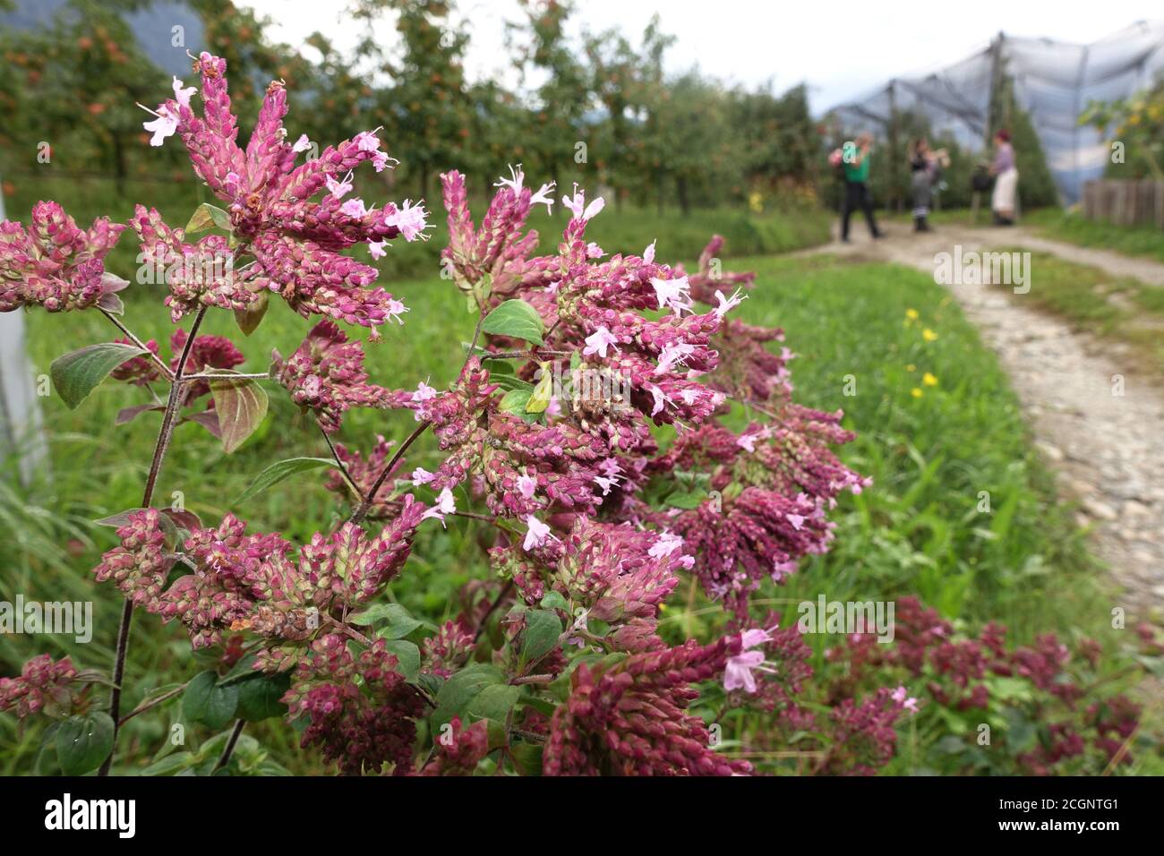 Oregano (Origanum vulgare) am Wegesrand, Schenna, Südtirol, Italien Stockfoto