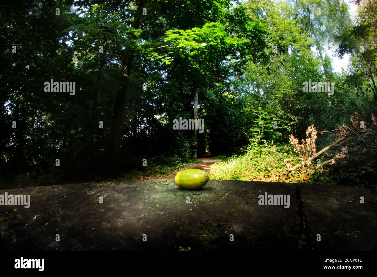 Eichel im Wald mit einer Fischaugenlinse erschossen Stockfoto