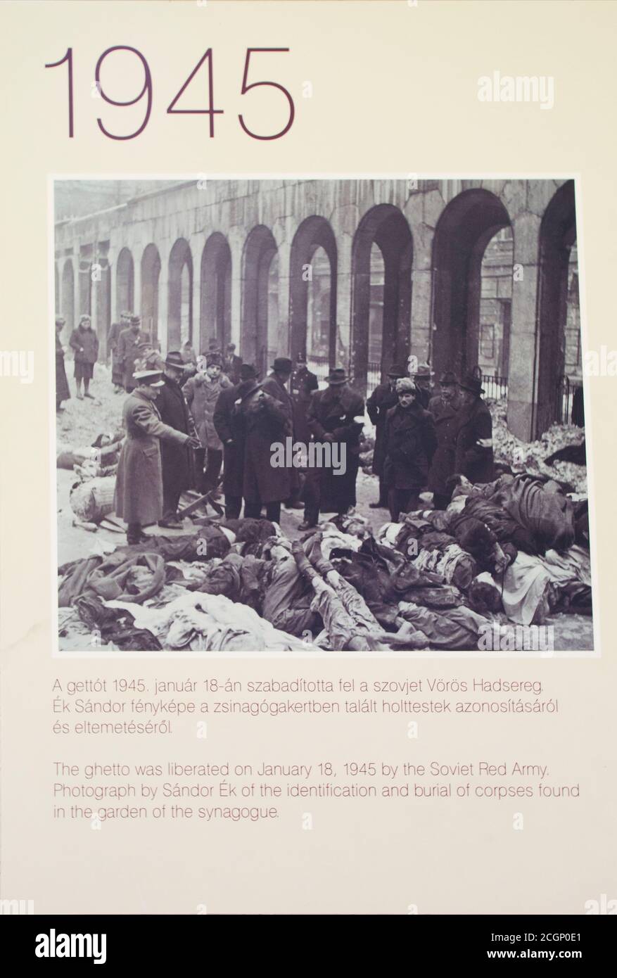 Historisches Bild des jüdischen Ghettos in Budapest, Ungarn. Befreit von der sowjetischen Roten Armee im Jahr 1945. Begräbnis von Leichen im Garten der Synagoge gefunden Stockfoto