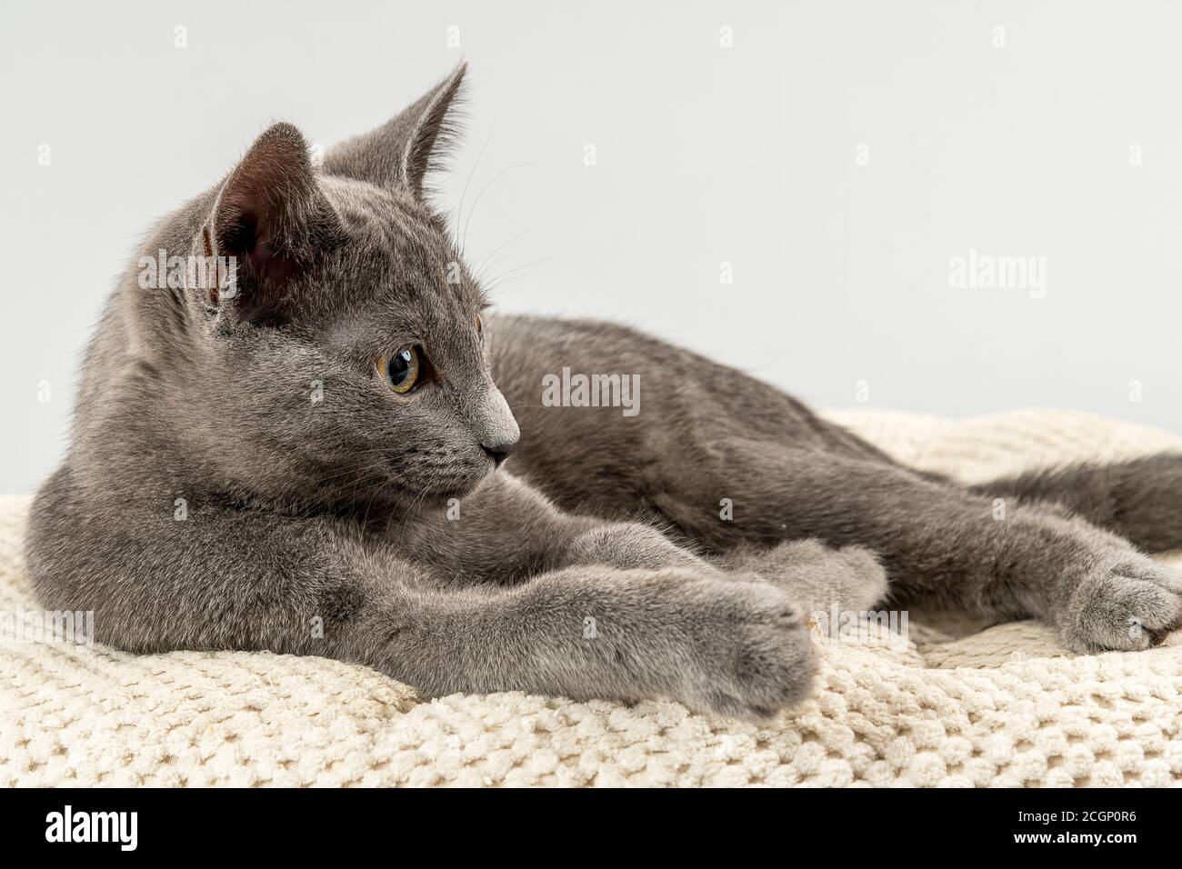 Breedcat Russian Blue (Felis silvestris catus), 12 Wochen, Kätzchen, auf dem Pad, hellgrauer Hintergrund, Studioaufnahme, Österreich Stockfoto