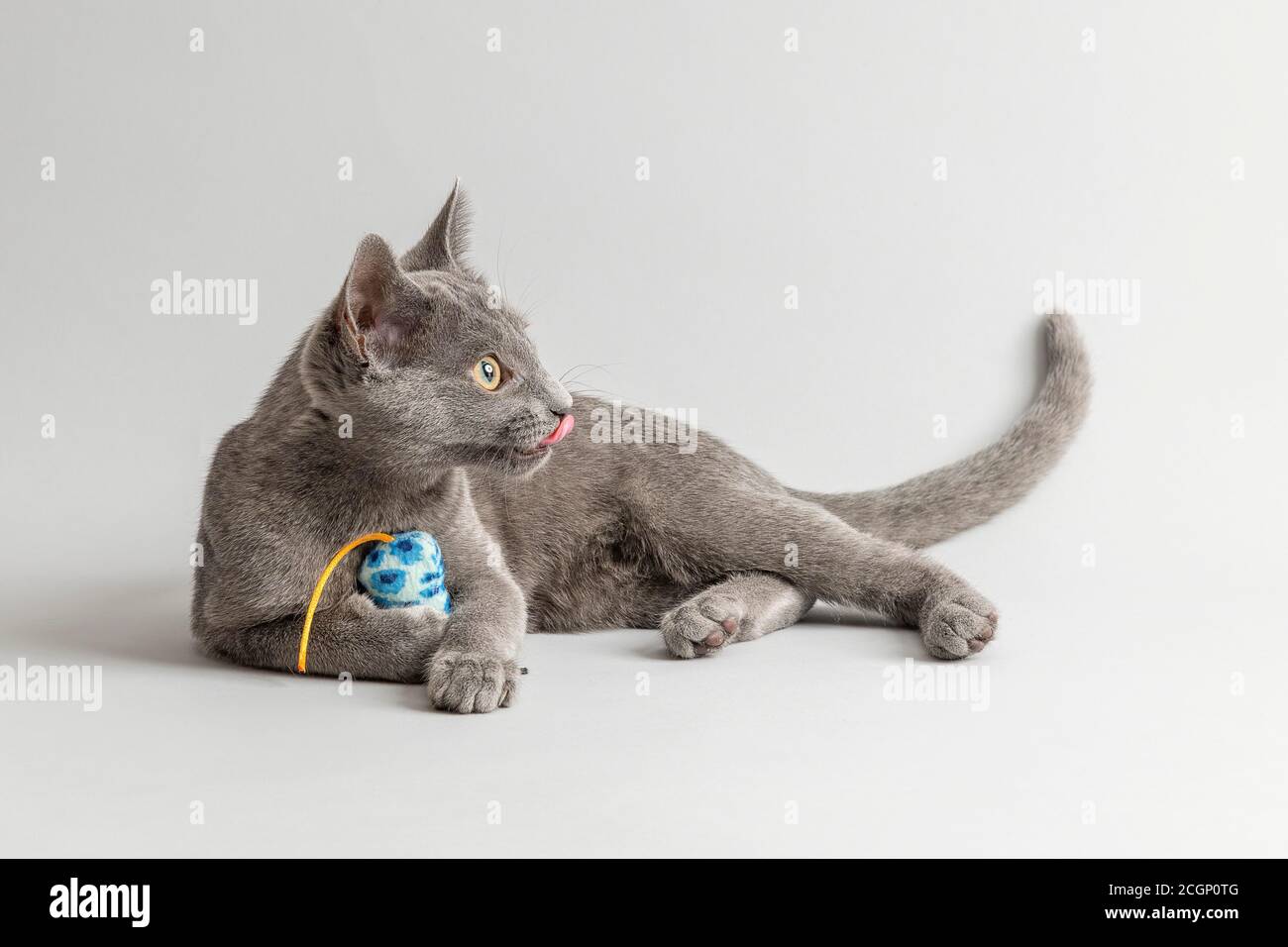 Zuchtkatze Russian Blue (Felis silvestris catus), 12 Wochen, Kätzchen, mit Spielzeug, hellgrauer Hintergrund, Studioaufnahme, Österreich Stockfoto