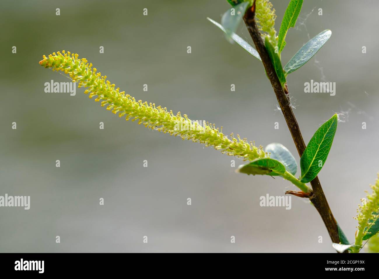 Weibliche Blütencatkin von Ziegenweide (Salix caprea), Isarauen, Oberbayern, Bayern, Deutschland Stockfoto