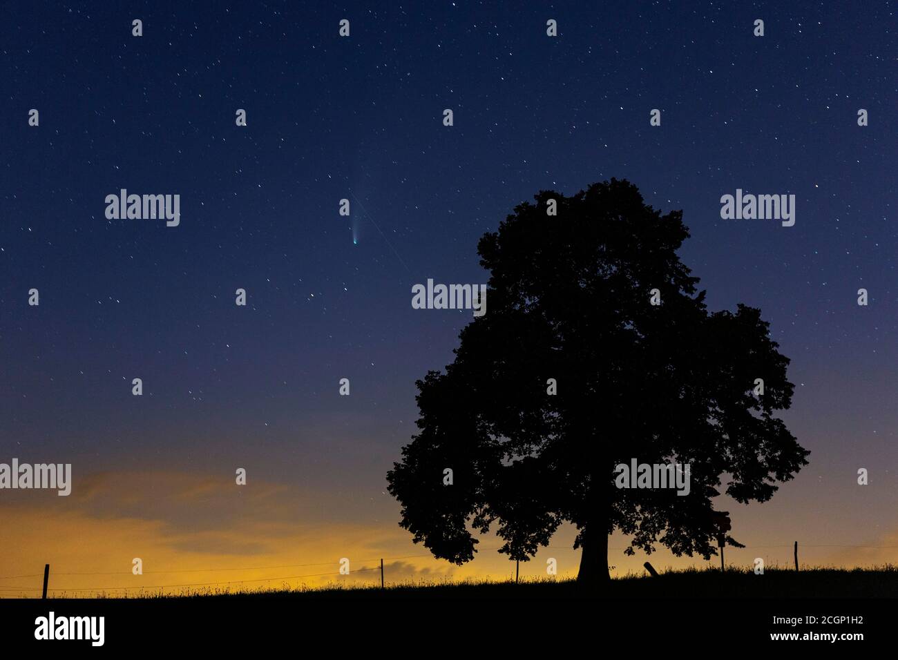 Komet C/2020 F3, Neowise, neben Lindenbaum Silhouette, Challhoechi, Basel-Landschaft, Schweiz Stockfoto