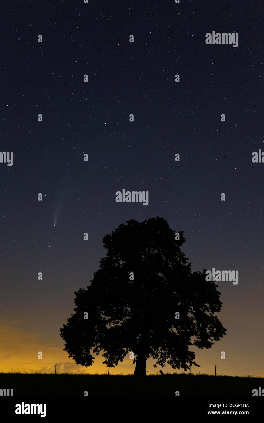 Komet C/2020 F3, Neowise, neben Lindenbaum Silhouette, Challhoechi, Basel-Landschaft, Schweiz Stockfoto
