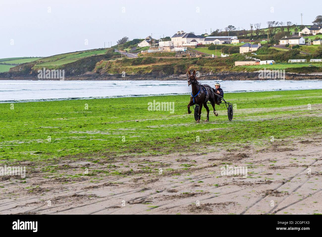 Inchydoney, West Cork, Irland. September 2020. Ein Harness-Rennfahrer legt sein Pferd, zieht ein Sulky, durch seine Schritte auf Inchydoney Beach, West Cork. Der Tag ist trocken mit Sonnenschein an diesem Morgen zu Zauber von Regen an diesem Nachmittag. Obere Temperaturen von 15 bis 18 Grad. Quelle: AG News/Alamy Live News Stockfoto