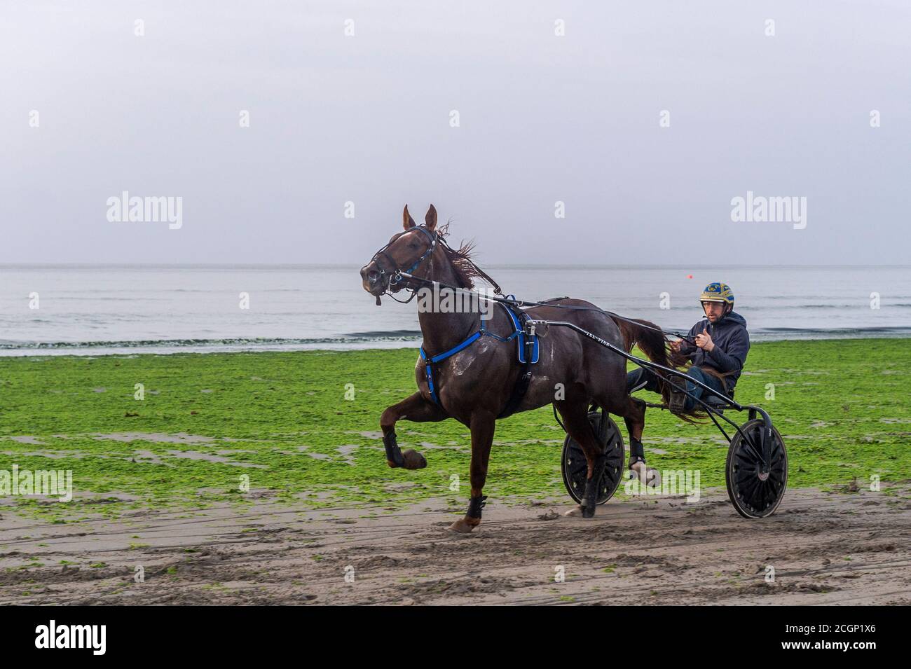 Inchydoney, West Cork, Irland. September 2020. Ein Harness-Rennfahrer legt sein Pferd, zieht ein Sulky, durch seine Schritte auf Inchydoney Beach, West Cork. Der Tag ist trocken mit Sonnenschein an diesem Morgen zu Zauber von Regen an diesem Nachmittag. Obere Temperaturen von 15 bis 18 Grad. Quelle: AG News/Alamy Live News Stockfoto