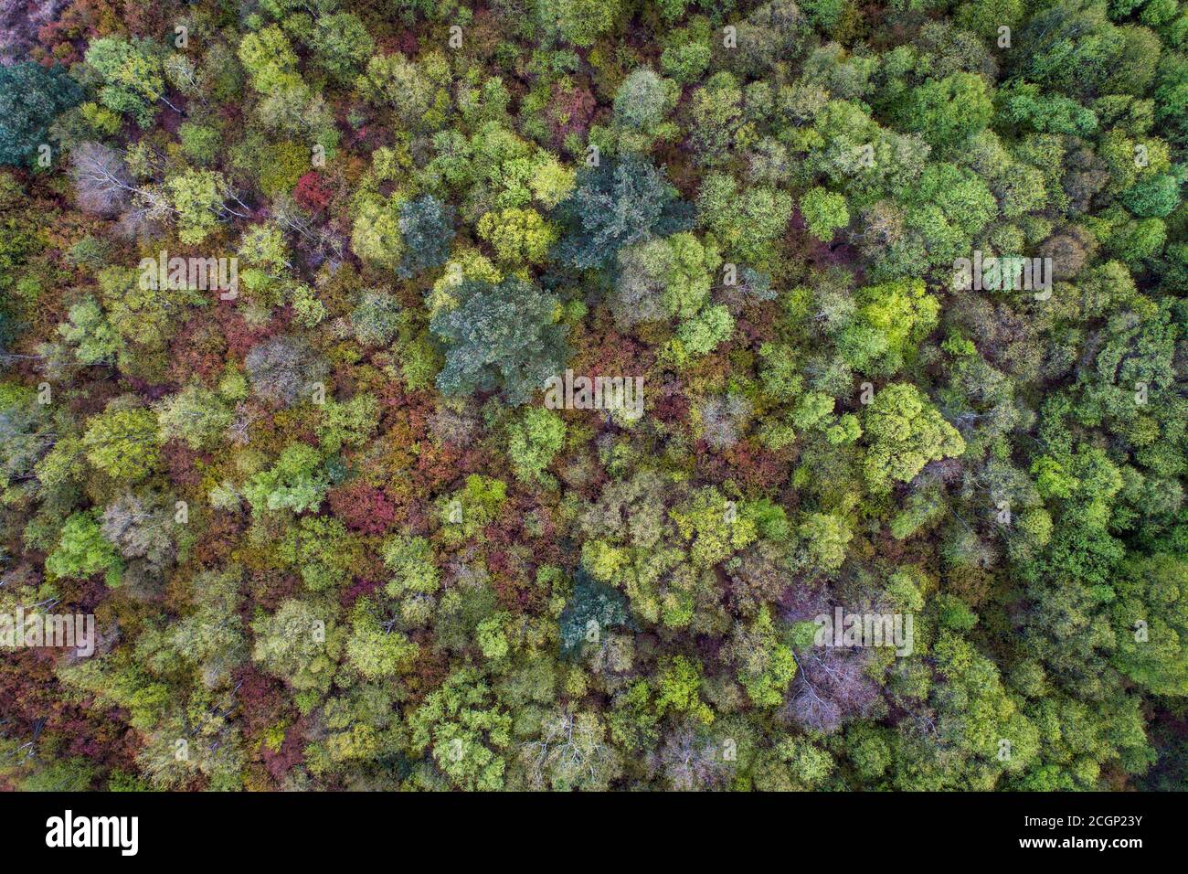 Luftaufnahme, Baumkronen von oben, Goldenstedter Moor, Oldenburger Münsterland, Niedersachsen, Deutschland Stockfoto