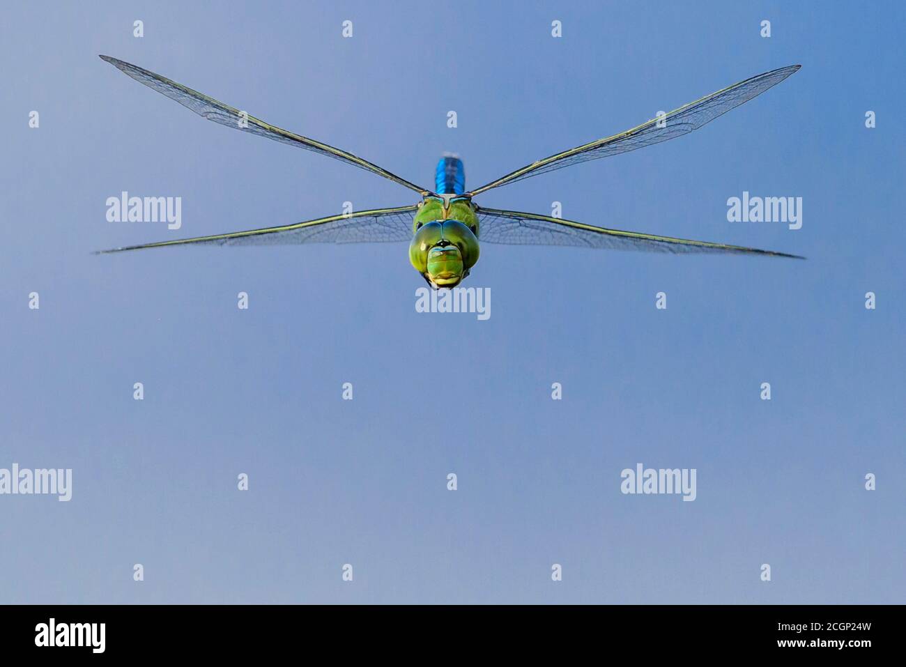 Kaiserdragonfly (Anax Imperator) im Flug am Goldenstedter Moor, Goldenstedt, Niedersachsen, Deutschland Stockfoto