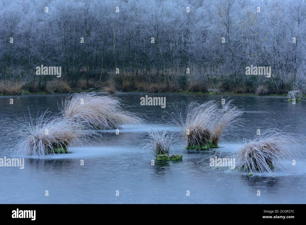 Moorgras (Molinia) mit Reif auf Zwiebeln in einer Winterlandschaft im Goldenstedter Moor, Oldenburger Münsterland, Niedersachsen, Deutschland Stockfoto