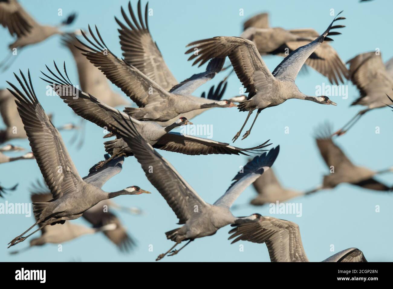 Fliegende Vogelschar, Kraniche (grus grus), Vogelzug, Vaestergoetland, Schweden Stockfoto