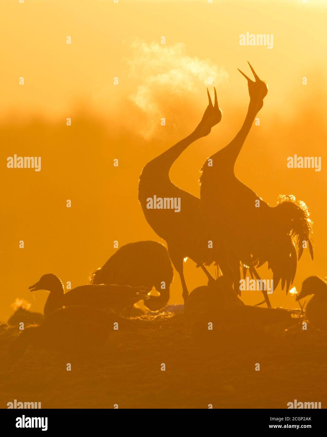 Silhouette, zwei Kraniche (grus grus) rufen bei Sonnenaufgang mit Atem, Tanz der Kraniche, Vogelzug, Vaestergoetland, Schweden Stockfoto