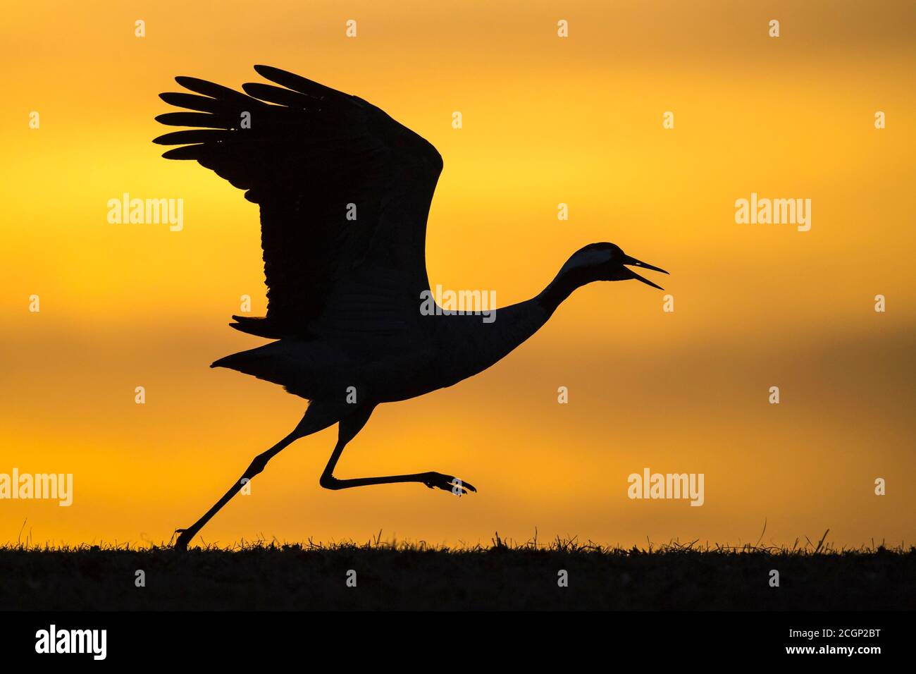 Fliegender Kran (grus grus) vor Morgenhimmel, Silhouette, Sonnenaufgang, Vaestergoetland, Schweden Stockfoto