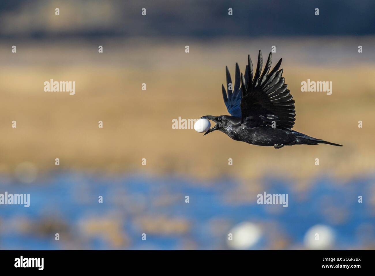 Rabe (Corvus corax) fliegt mit einem gestohlenen Vogelei der Graugans, Eierdieb, Vaestergoetland, Schweden Stockfoto