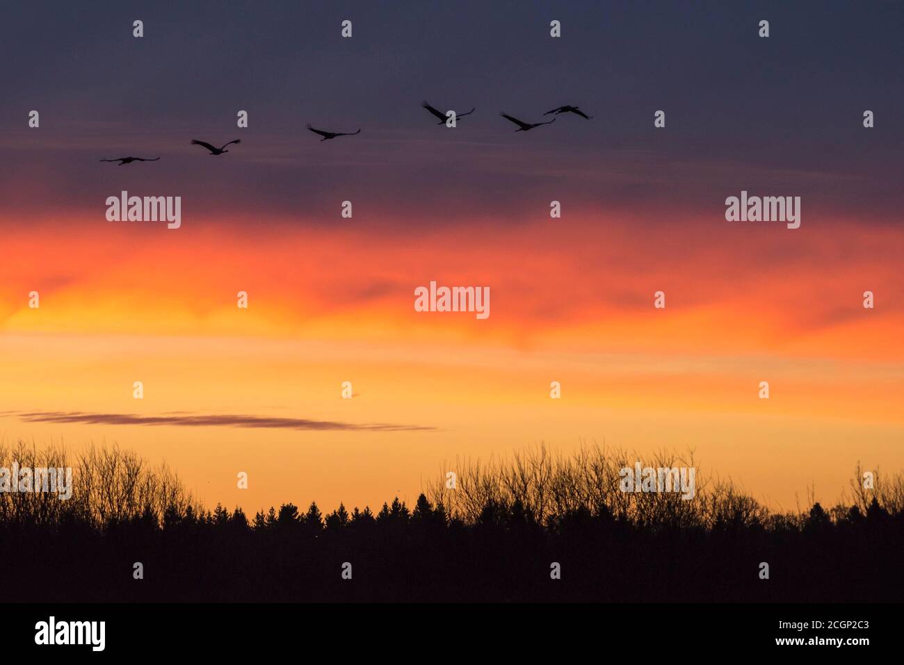 Fliegende Kraniche (grus grus) vor dem Morgenhimmel, Sonnenaufgang, Zugvogel, Vogelzug, Vaestergoetland, Schweden Stockfoto