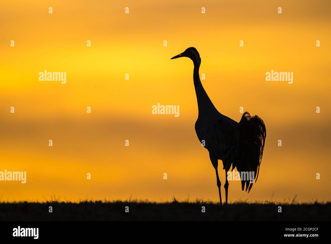 Kran (grus grus) vor Morgenhimmel, Silhouette, Sonnenaufgang, Vaestergoetland, Schweden Stockfoto
