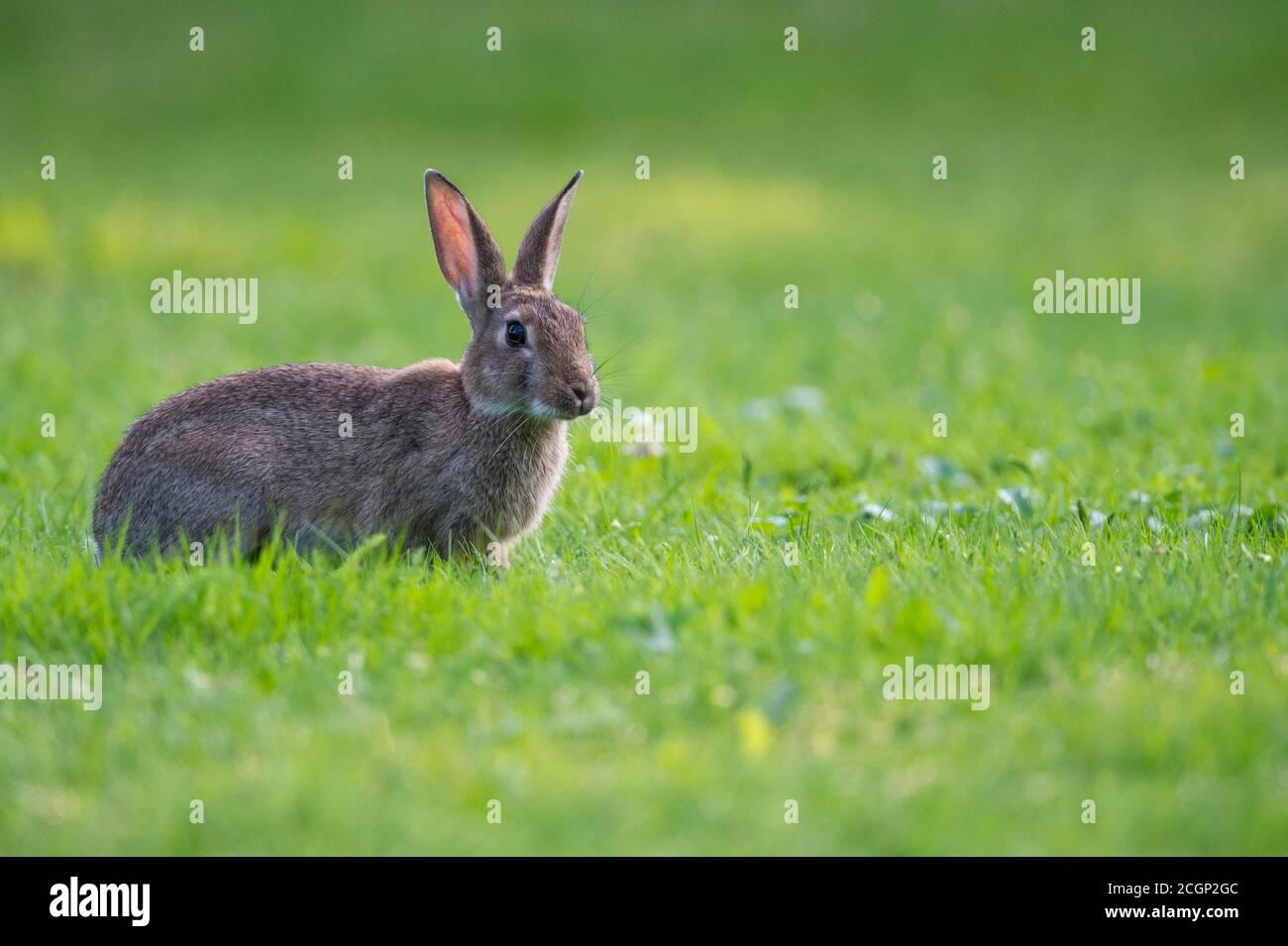 Europäischer Hase (Oryctolagus cuniculus) auf einer Wiese, aufmerksame, spitze Ohren, Niedersachsen, Deutschland Stockfoto