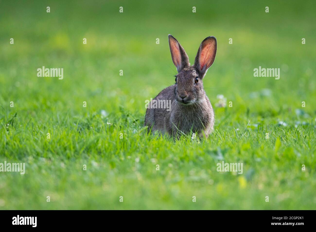 Europäischer Hase (Oryctolagus cuniculus) auf einer Wiese, aufmerksame, spitze Ohren, Niedersachsen, Deutschland Stockfoto