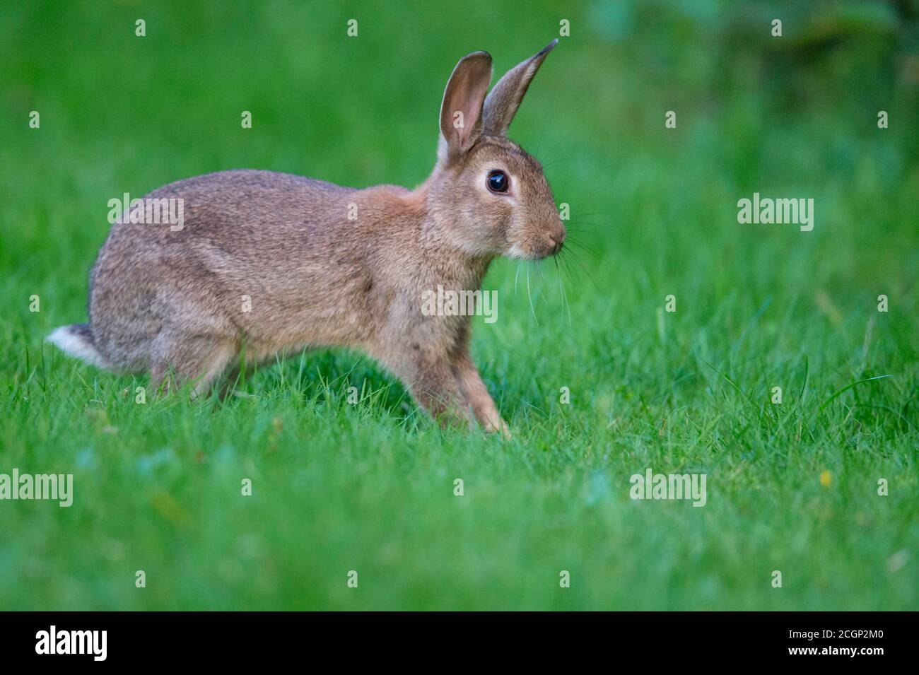 Europäischer Hase (Oryctolagus cuniculus) auf einer Wiese, aufmerksame, spitze Ohren, Niedersachsen, Deutschland Stockfoto