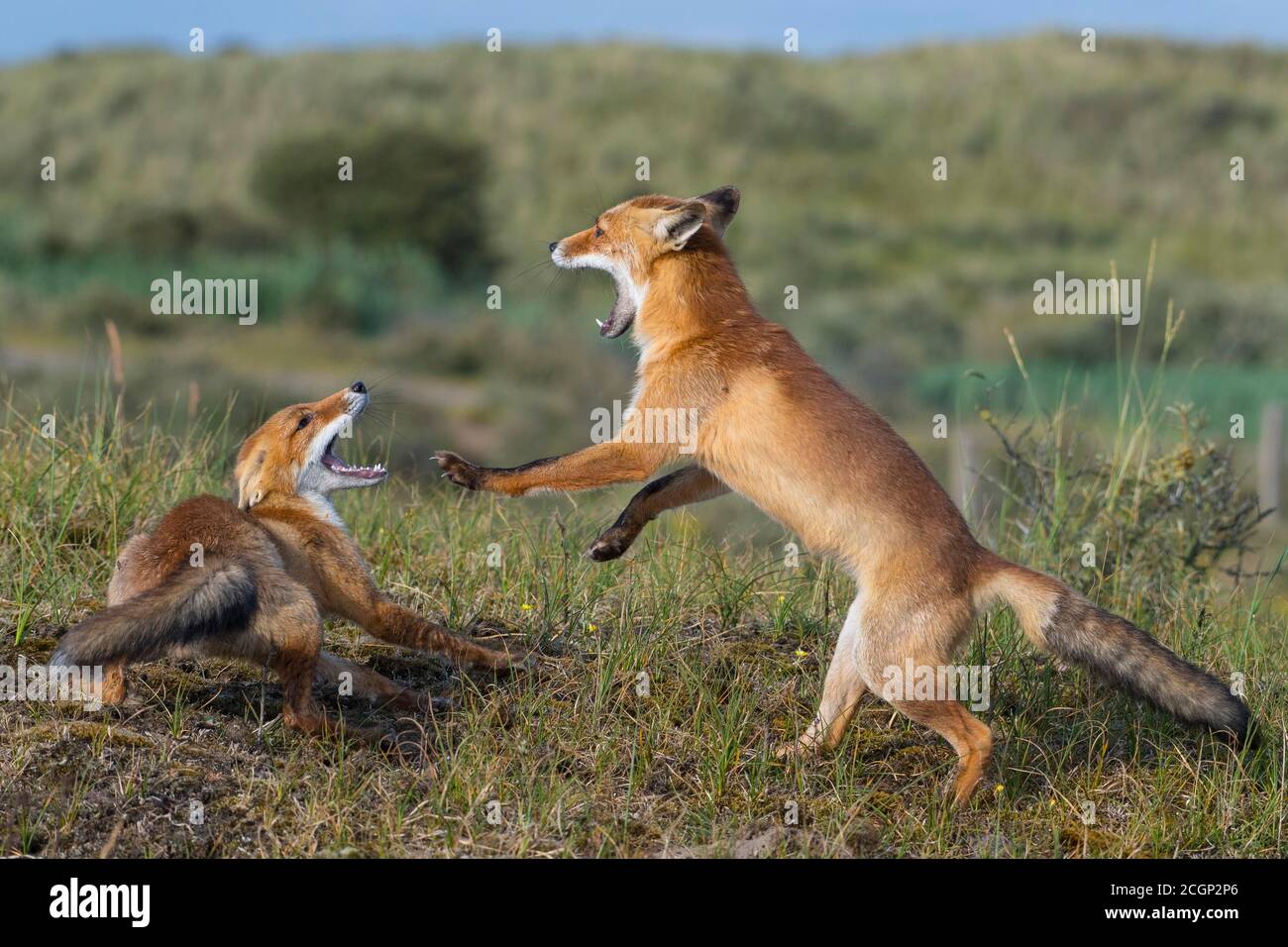 Zwei Rotfüchse (Vulpes vulpes) kämpfen mit offenem Mund, verspielt, Niederlande Stockfoto
