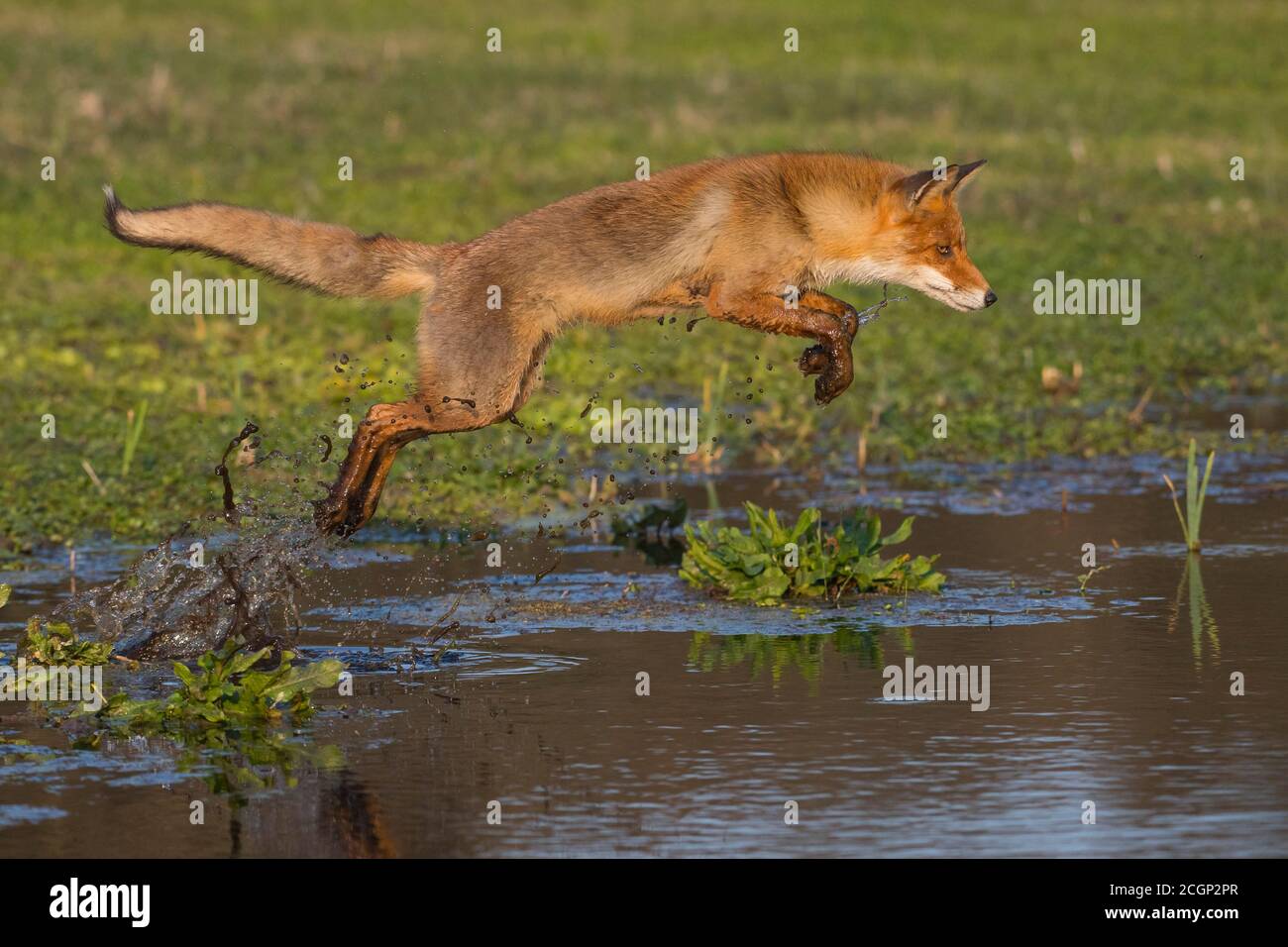 Rotfuchs (Vulpes vulpes) springt über einen Wasserkörper, springen, Aktion, Niederlande Stockfoto