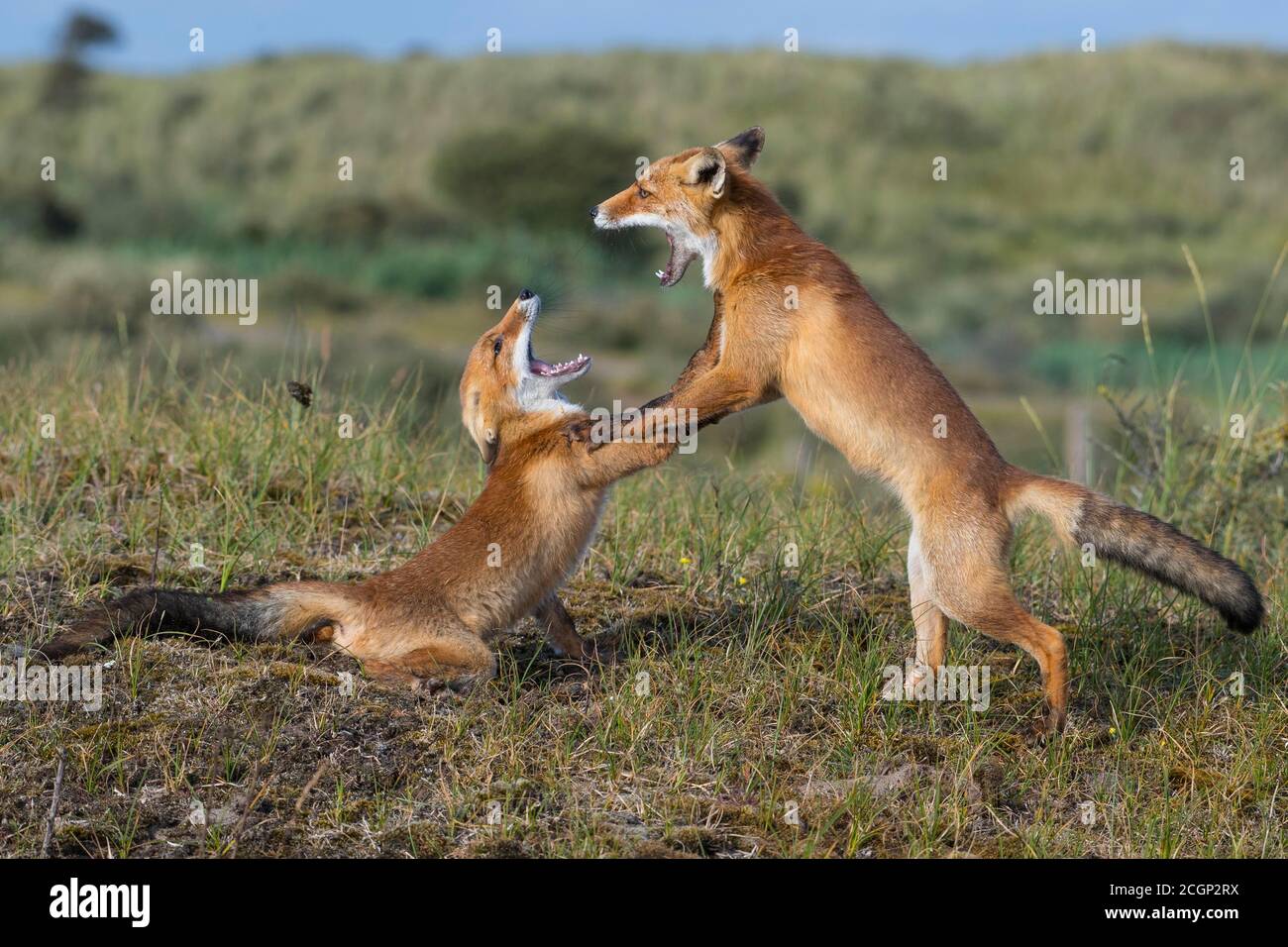 Zwei Rotfüchse (Vulpes vulpes) kämpfen mit offenem Mund, verspielt, Niederlande Stockfoto
