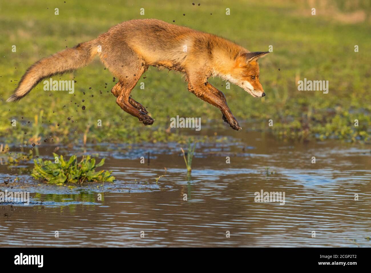 Rotfuchs (Vulpes vulpes) springt über einen Wasserkörper, springen, Aktion, Niederlande Stockfoto