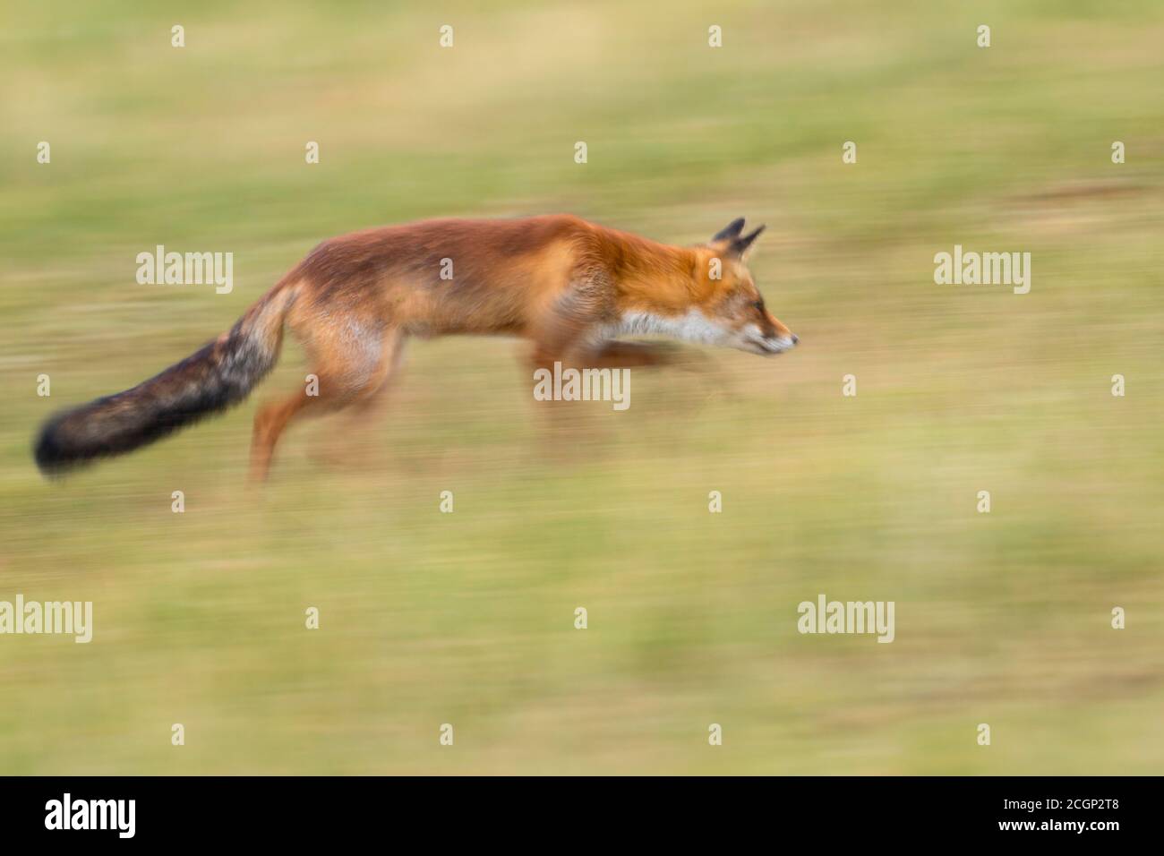 Rotfuchs (Vulpes vulpes) schleichen sich auf die Jagd, verschwommen, mitgezogen, dynamisch, Niederlande Stockfoto