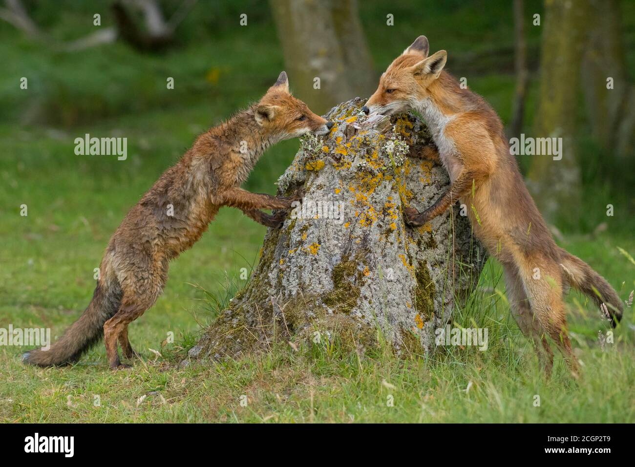 Zwei Rotfüchse (Vulpes vulpes) schnüffeln den Baumstamm, Niederlande Stockfoto