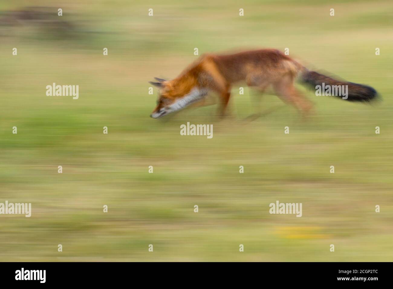 Rotfuchs (Vulpes vulpes) schleichen sich auf die Jagd, verschwommen, mitgezogen, dynamisch, Niederlande Stockfoto
