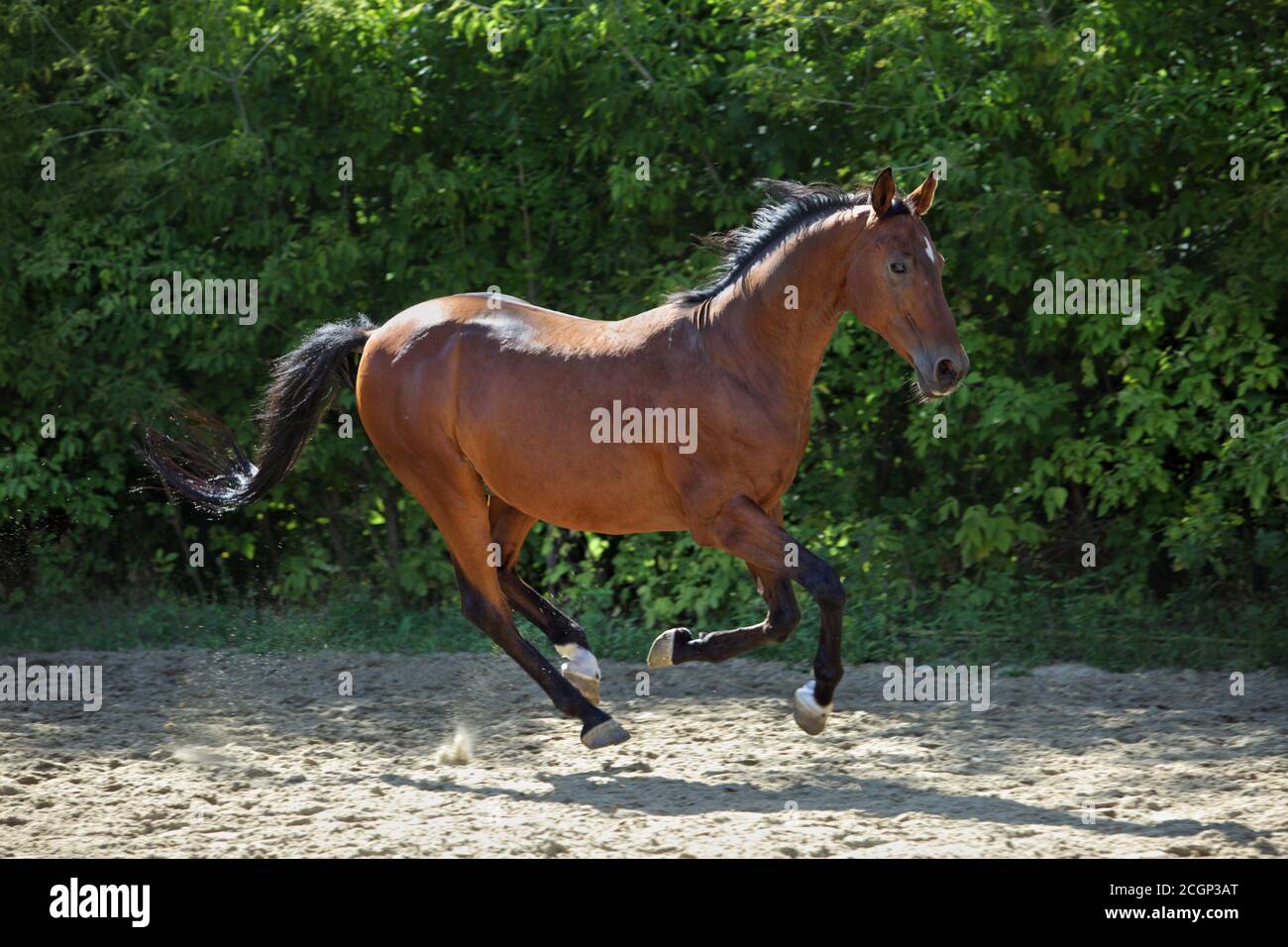 Kastanienpferd läuft in Ranch Paddock auf dem grünen Hintergrund Stockfoto