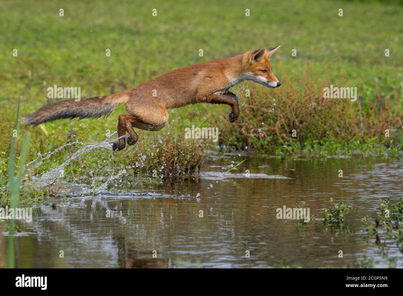 Rotfuchs (Vulpes vulpes), Jungfuchs springt über einen Wasserkörper, Sprung, Aktion, Niederlande Stockfoto