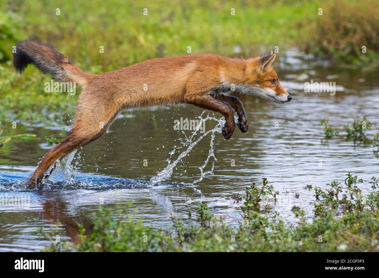 Rotfuchs (Vulpes vulpes) springt über einen Wasserkörper, springen, Aktion, Niederlande Stockfoto