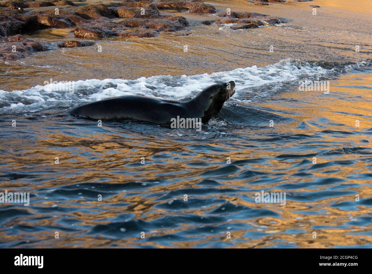 Galápagos Seelöwe spielt am Ufer des Sandstrands von Eden Island auf den Galapagos Inseln. Stockfoto