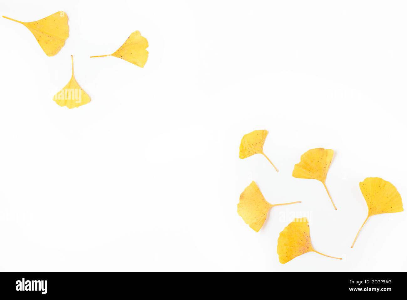 Herbstkomposition. Gelbe Herbstblätter von Gingko biloba isoliert auf weißem Hintergrund. Flache Lage. Draufsicht Stockfoto