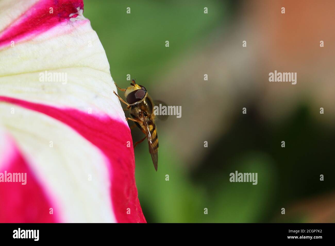 Gelb und schwarz gestreifte männliche Schwebfliege oder Blumenfliege, Syrphus ribesii, auf einer rosa weißen Petunienblume, Nahaufnahme, Seitenansicht, grüner diffuser Hintergrund Stockfoto