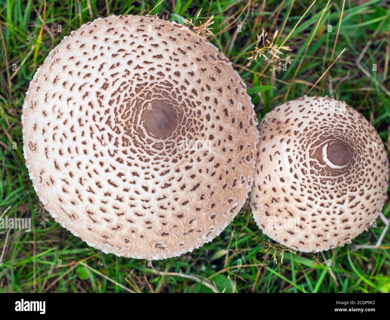 Macrolepiota procera Sonnenschirm Pilz Stockfoto