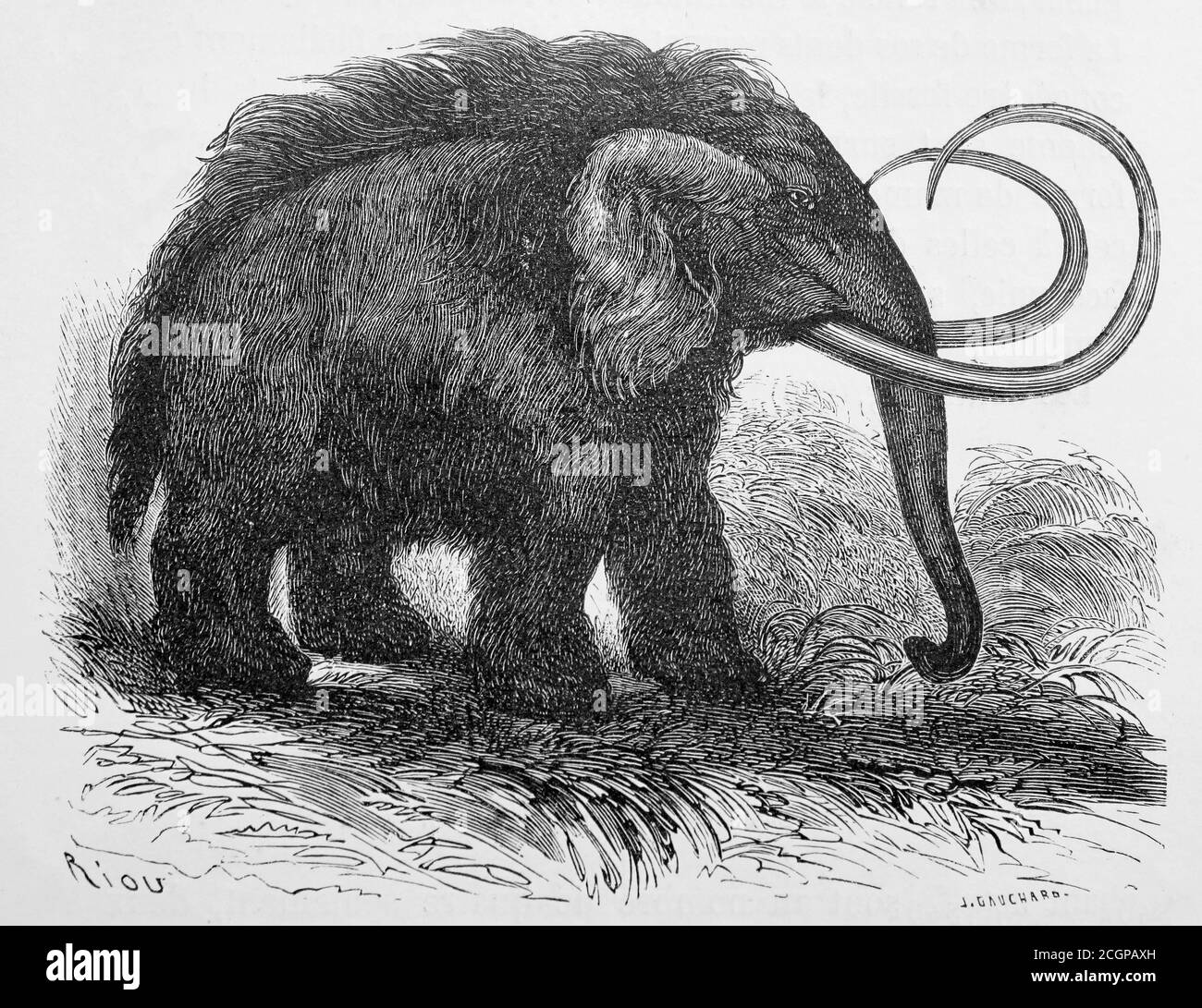 Illustration eines wolligen Mammuts (Elephas primigenius, jetzt Mammuthus primigenius), aus Louis Figuiers die Welt vor der Sintflut, 1867 von Eduard Riou Stockfoto