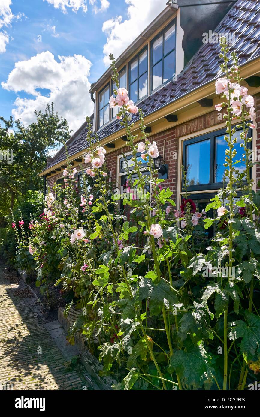 Viele blühende rosa und rote Hollyhocks vor einem Haus in den Niederlanden im Sommer. Home Gartenarbeit Konzept. Vertikales Bild. Stockfoto