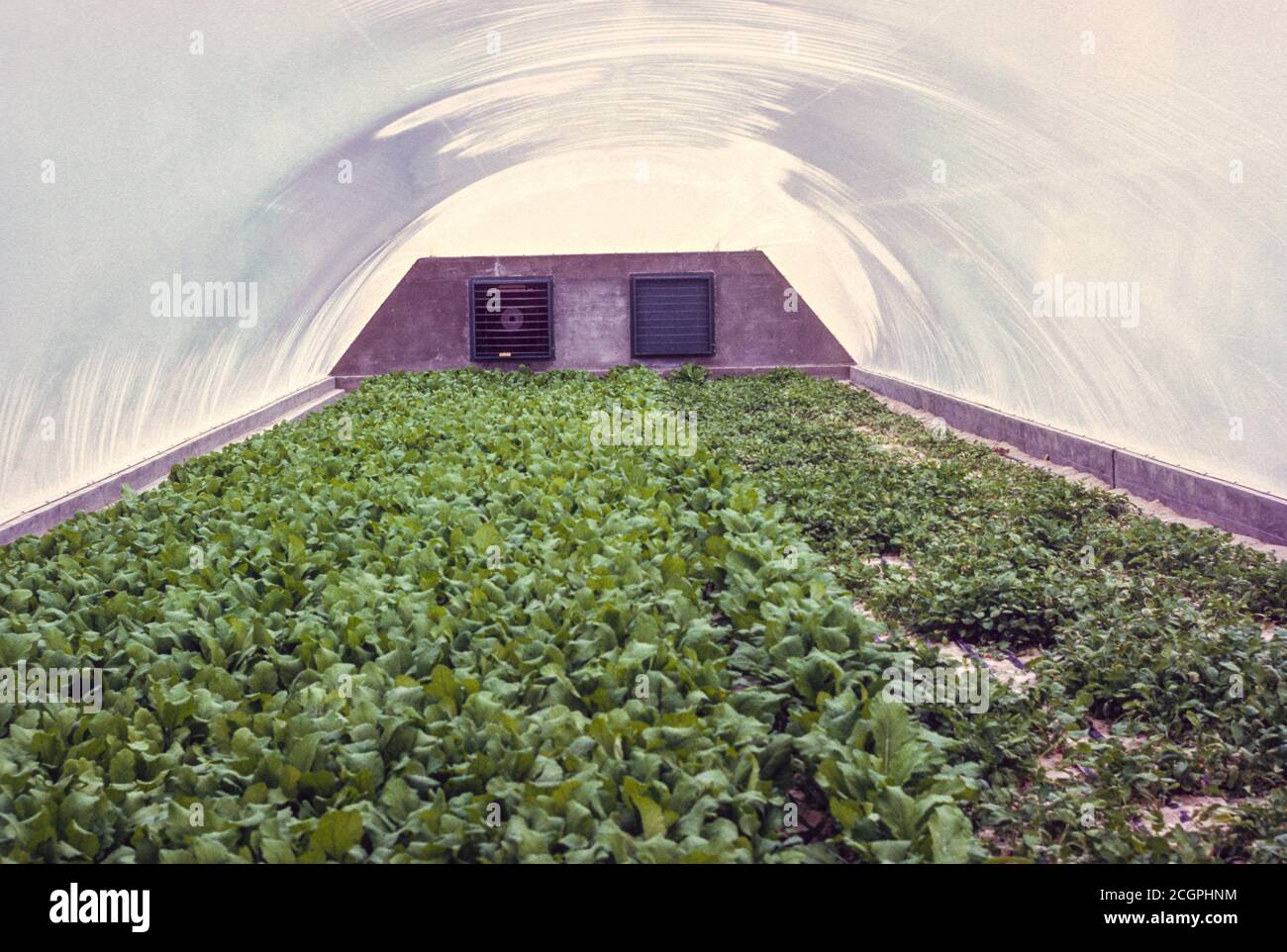 Abu Dhabi, VAE. Hydroponische Landwirtschaft im Jahr 1972 zur Versorgung des lokalen Lebensmittelbedarfs. Fotografiert Im März 1972. Stockfoto
