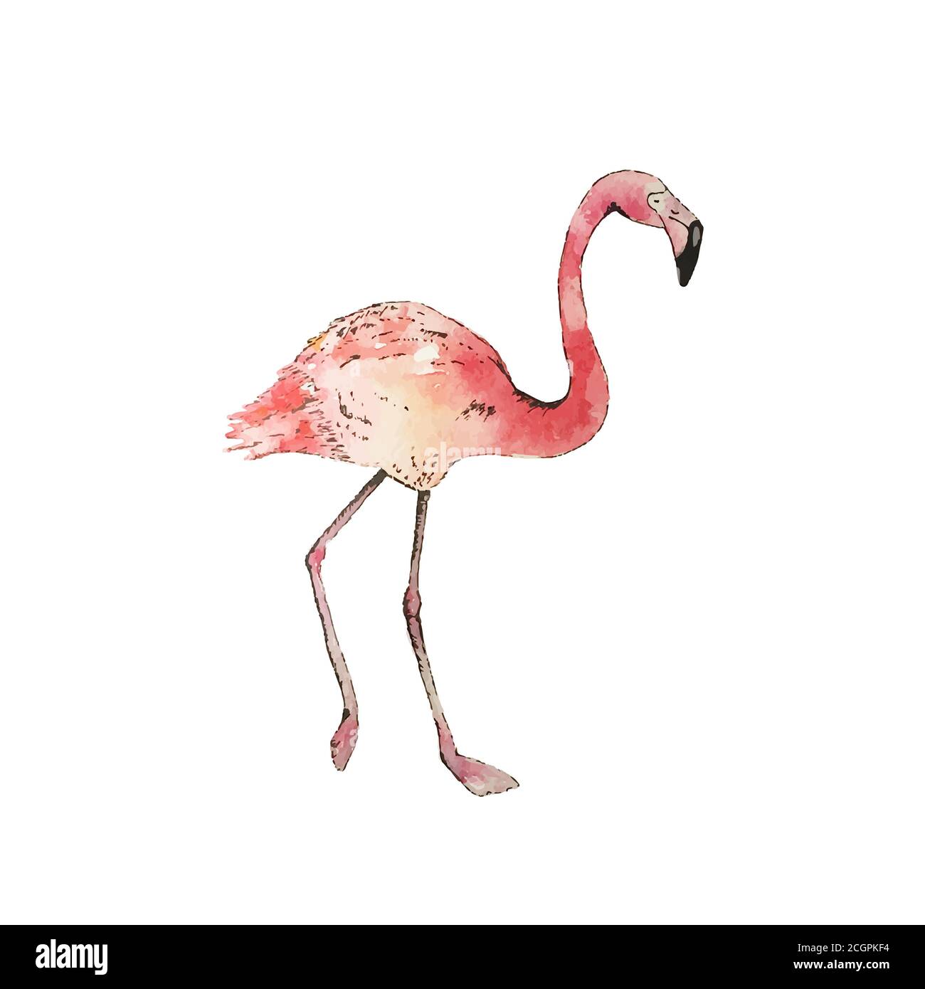Aquarell rosa Flamingo. Tropischer Vogel auf weißem Hintergrund. Vektorgrafik Stock Vektor