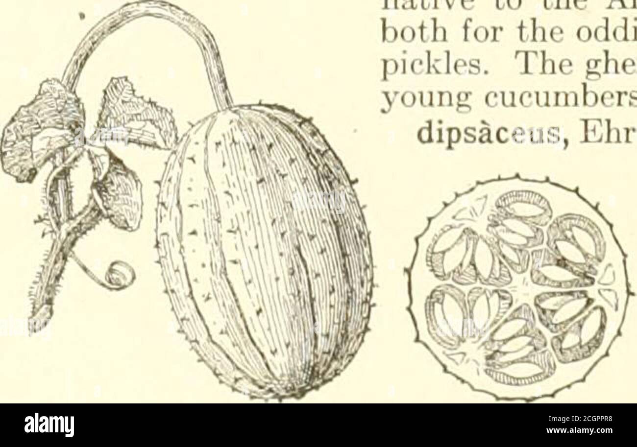 Cucumis anguria Fotos und Bildmaterial in hoher Auflösung Alamy